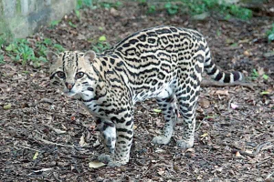 Com cerca de 250 animais, Zool&oacute;gico de S&atilde;o Bernardo &eacute; op&ccedil;&atilde;o de lazer