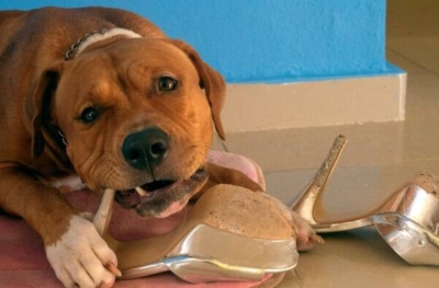 Veja sinais de que seu pet engoliu um objeto estranho