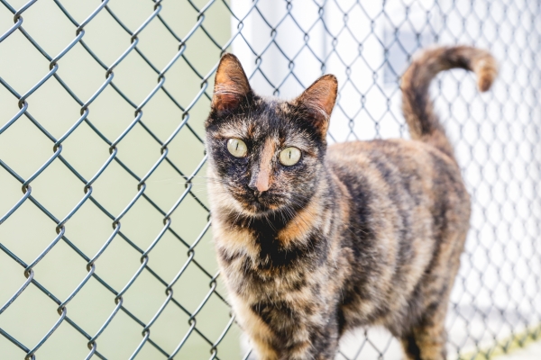 S&atilde;o Caetano do Sul tem feira de ado&ccedil;&atilde;o de c&atilde;es e gatos neste s&aacute;bado
