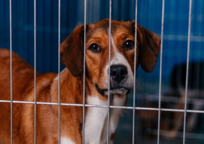 CCZ de S&atilde;o Bernardo realiza feira de ado&ccedil;&atilde;o de pets neste s&aacute;bado