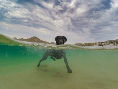 Calor aumenta o surgimento de problemas de pele em pets. Saiba como evitar as dermatites