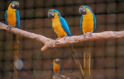 Zoo de S&atilde;o Bernardo completa 40 anos sendo refer&ecirc;ncia no tratamento de animais resgatados