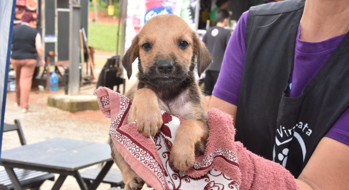 Santo André realiza feiras de adoção de cães e gatos nos dois próximos domingos