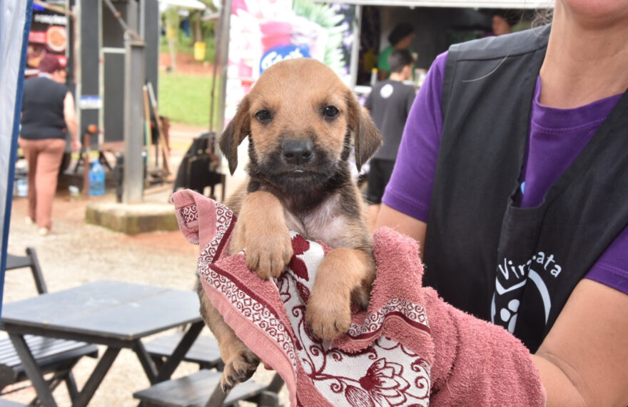 Santo André realiza feiras de adoção de cães e gatos nos dois próximos domingos